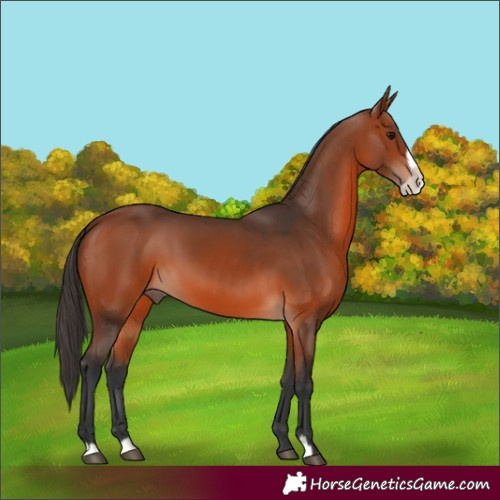 Horse Color:Bay Frame 