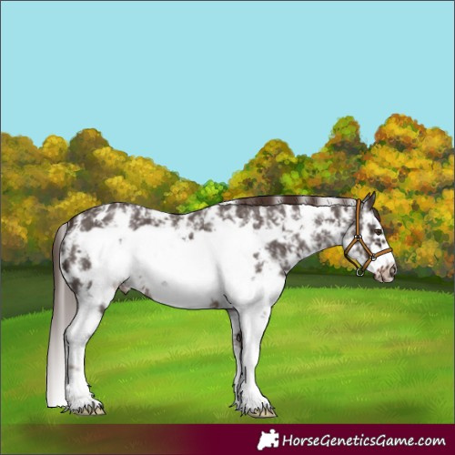 Horse Color:Liver Chestnut Sabino Frame 