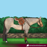 Horse Color:Buckskin Roan Dun 