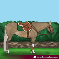 Horse Color:Silver Buckskin Dun Tobiano 