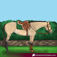 Horse Color:Buckskin Dun 