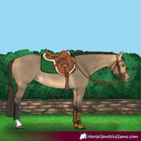 Horse Color:Buckskin Dun Rabicano 