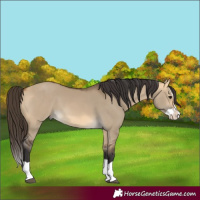 Horse Color:Buckskin Dun Splash