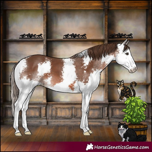 Horse Color:Liver Chestnut Sabino Splash