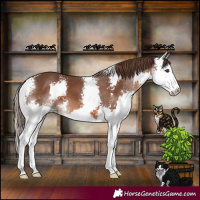 Horse Color:Liver Chestnut Sabino Splash 
