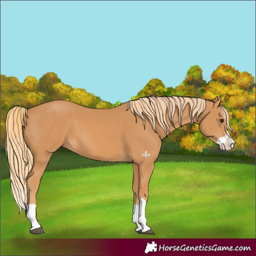 Horse Color:Chestnut Splash 