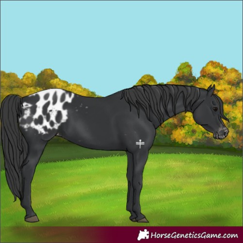 Horse Color:Black Appaloosa 