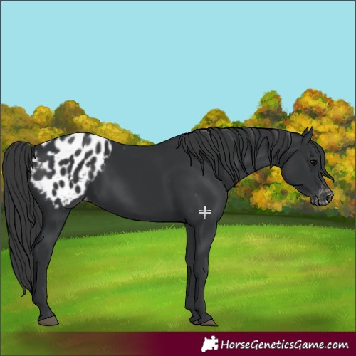 Horse Color:Black Appaloosa 