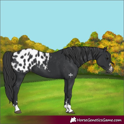 Horse Color:Black Appaloosa 