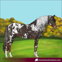 Horse Color:White Spotted Liver Chestnut Appaloosa