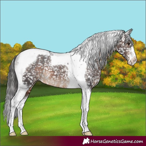 Horse Color:Brown Tobiano Appaloosa 