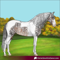 Horse Color:Brown Tobiano Appaloosa 