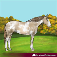Horse Color:White Spotted Smoky Black Pearl Sabino