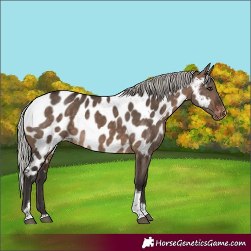 Horse Color:Silver Brown Dun Tobiano Appaloosa 