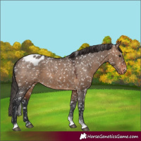 Horse Color:Brown Dun Tobiano Appaloosa Rabicano 