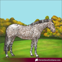 Horse Color:Brown Dun Tobiano Appaloosa Rabicano 