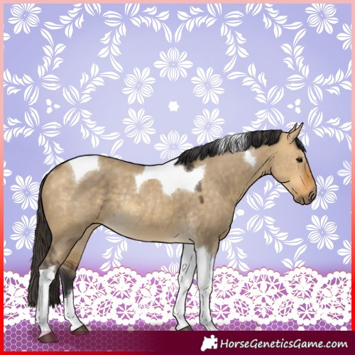 Horse Color:Buckskin Dun Tobiano Rabicano 