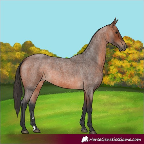 Horse Color:Bay Roan Rabicano 