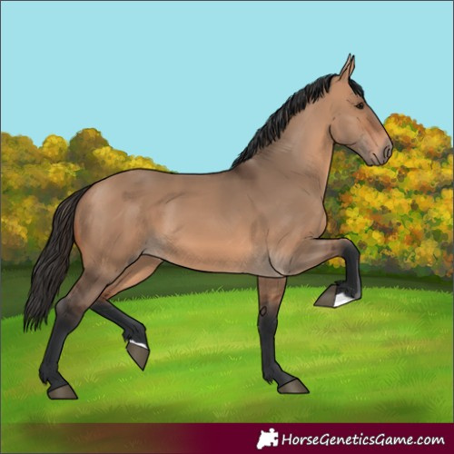 Horse Color:Bay Dun 