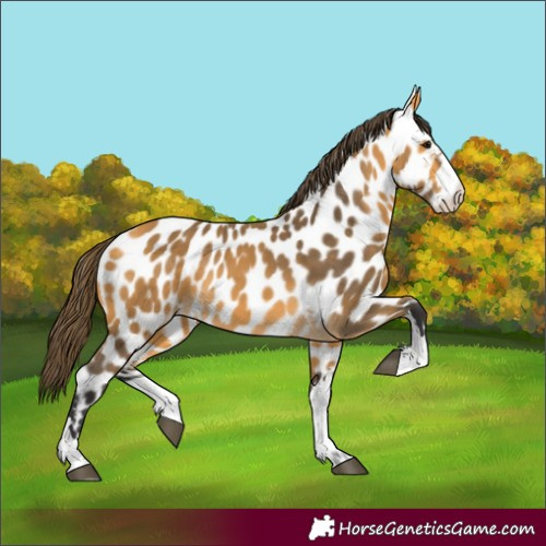Horse Color:Buckskin Appaloosa