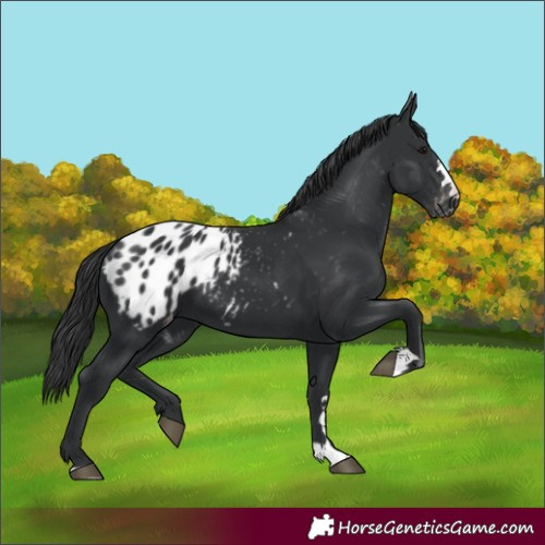 Horse Color:Black Appaloosa 