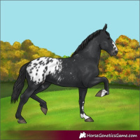 Horse Color:Black Blanket