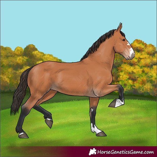 Horse Color:Bay 