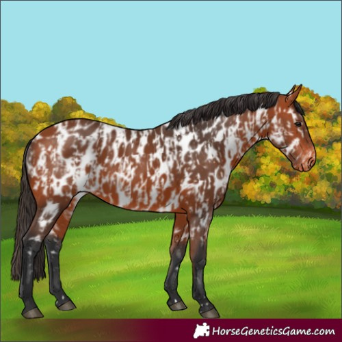 Horse Color:Bay Near Leopard  and Bay Near Leopard 