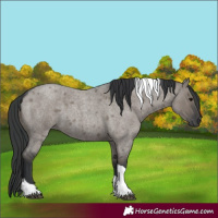 Horse Color:Grullo Roan Tobiano