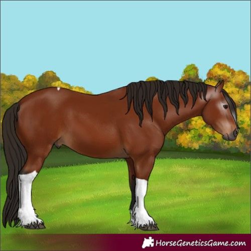 Horse Color:Gray Bay Tobiano