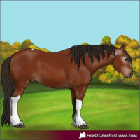 Horse Color:Gray Bay Tobiano 