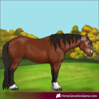 Horse Color:Gray Bay 