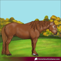 Horse Color:Gray Chestnut 