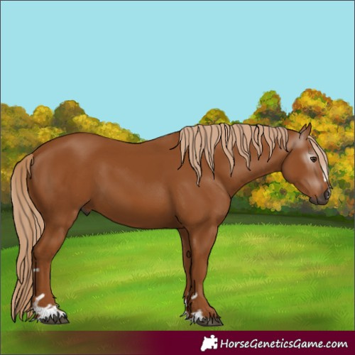 Horse Color:Gray Chestnut 