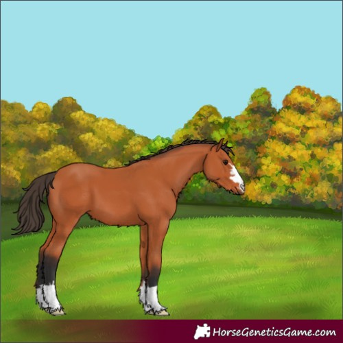 Horse Color:Bay 