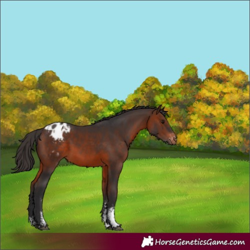 Horse Color:Brown Sabino Blanket Rabicano 