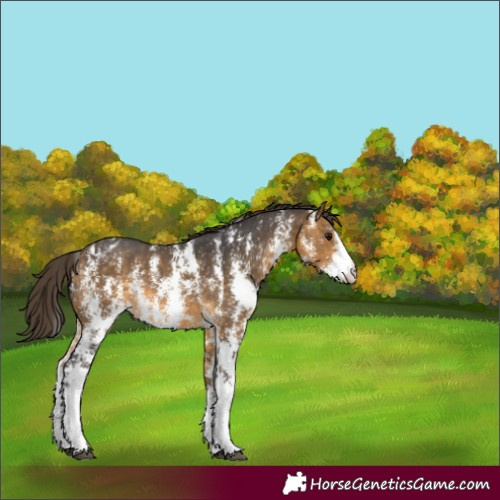 Horse Color:Buckskin Sabino Varnish Rabicano 