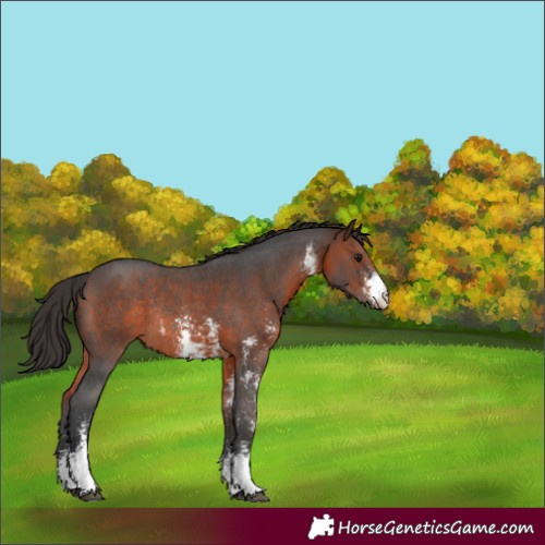 Horse Color:Brown Sabino Varnish Rabicano 