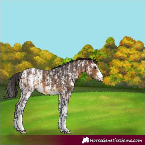 Horse Color:Buckskin Appaloosa  and Bay Sabino Appaloosa 
