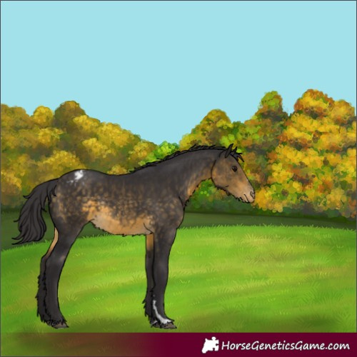 Horse Color:Buckskin Varnish Rabicano 