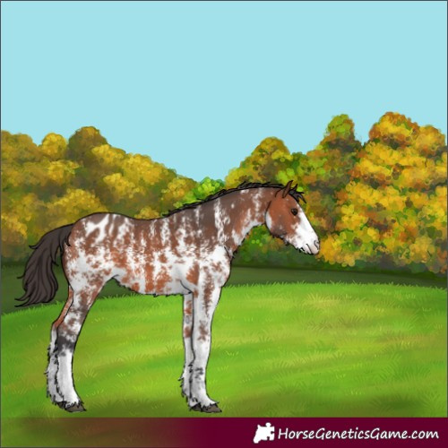 Horse Color:Bay Sabino Appaloosa 