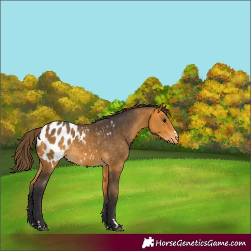 Horse Color:Buckskin Blanket Rabicano 