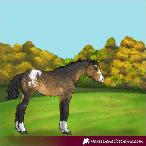 Horse Color:Buckskin Appaloosa 