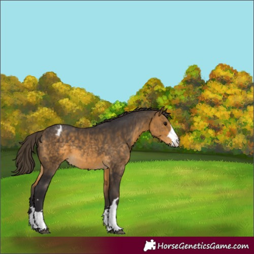 Horse Color:Buckskin Varnish 