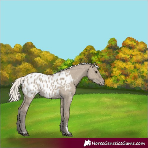 Horse Color:Silver Smoky Grullo Appaloosa 