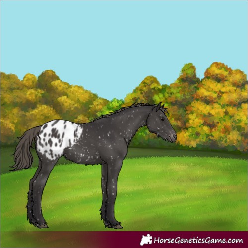 Horse Color:Smoky Black Appaloosa 