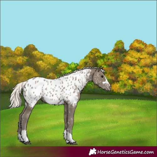 Horse Color:Silver Smoky Black Appaloosa 