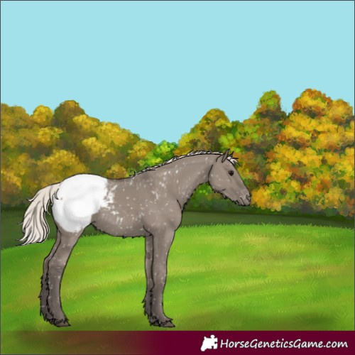 Horse Color:Silver Grullo Snowcap 