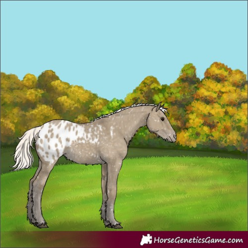 Horse Color:Silver Smoky Grullo Appaloosa 