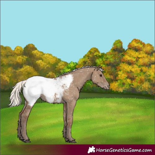 Horse Color:Silver Grullo Snowcap 
